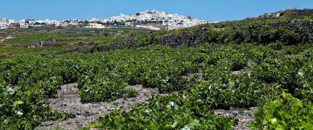 Artemis karamolegos santorini vineyard