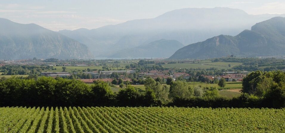 Cadel bosco franciacorte vineyards