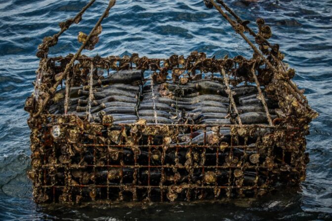 Celler mar de vins submarino alguer