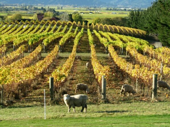 Dog point vineyard sheeps