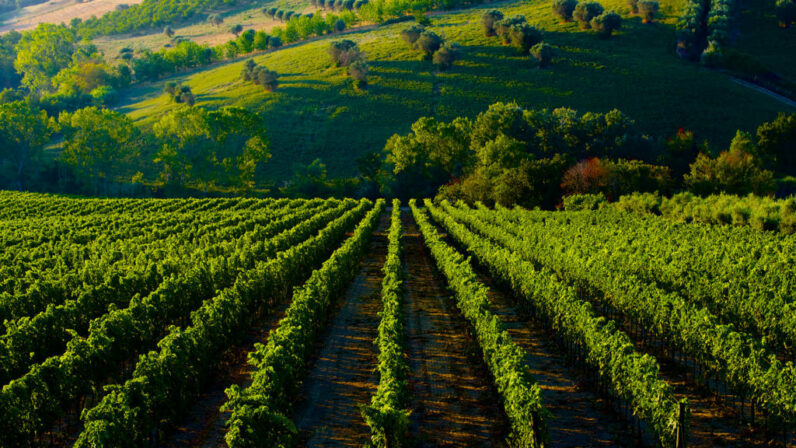 Farnese abruzzo vineyards