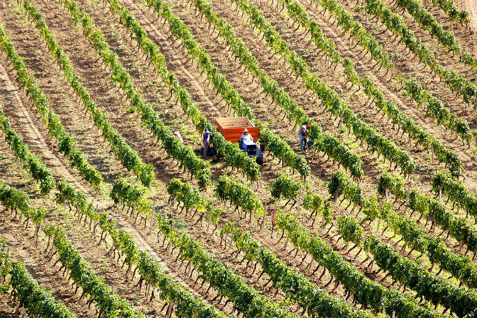 Farnese zabu vineyard harvest