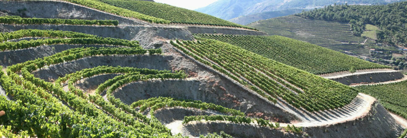 Fonseca vineyards douro