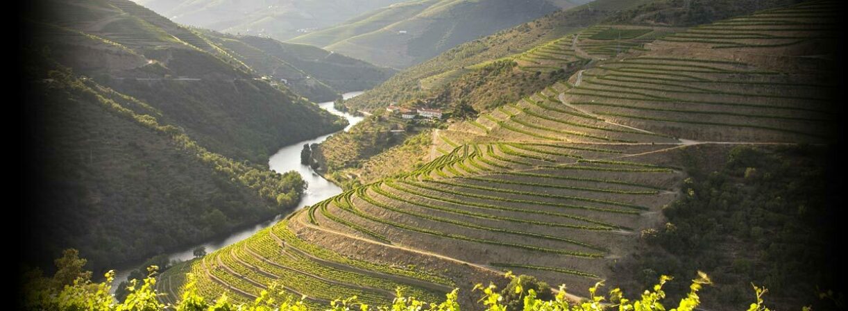Fonseca vineyards