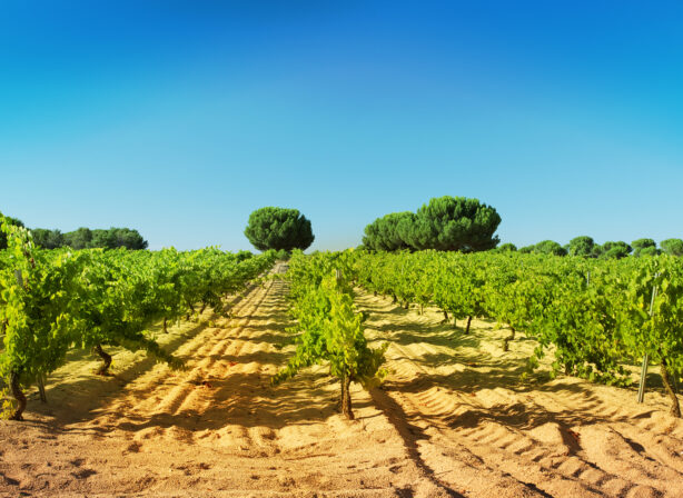 Garciarevalo vineyard