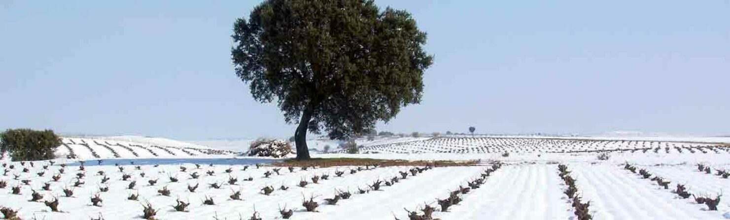 Garciarevalo winter vineyard