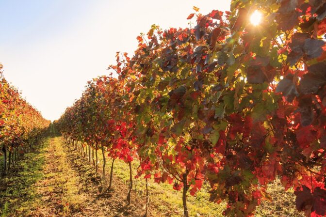Kirnbauer herfst wijngaard