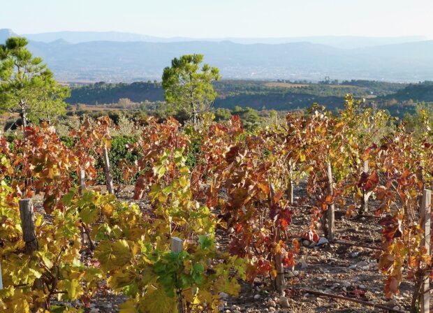 Languedoc vignobles 2