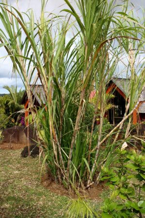 Rhum chamarel sugarcane