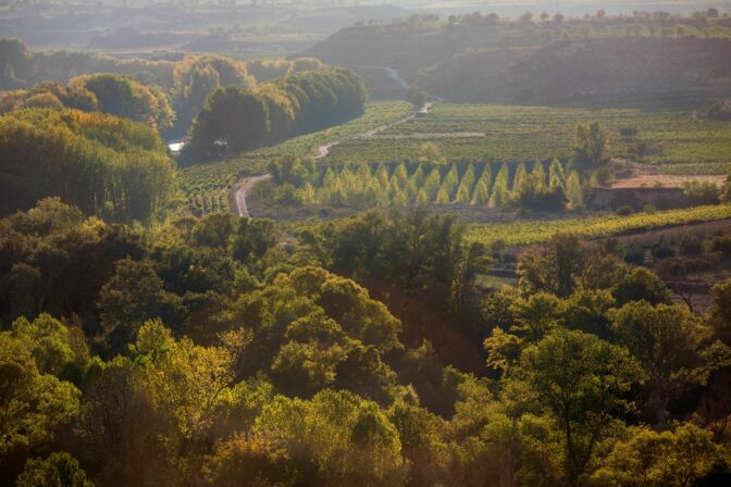 Sierra cantabria vineyards