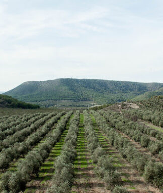 Belondrade olijfolie coq olive trees