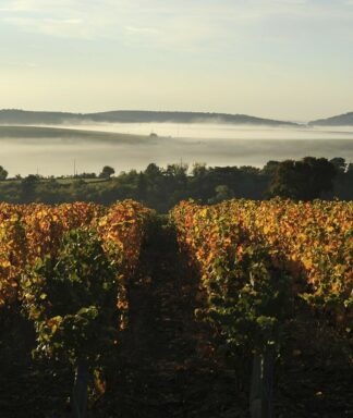 Berthier vineyard