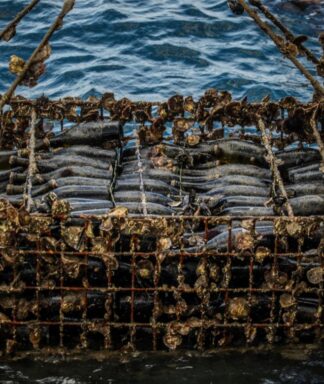 Celler mar de vins submarino alguer
