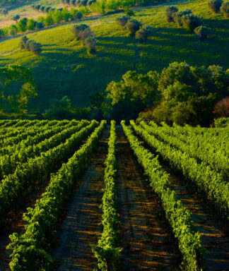 Farnese abruzzo vineyards