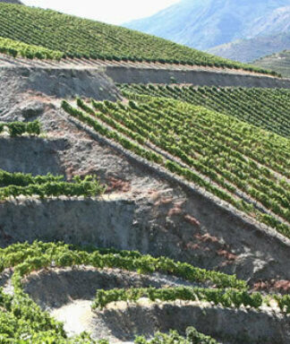 Fonseca vineyards douro