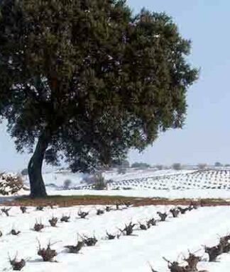 Garciarevalo winter vineyard