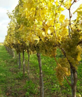 Karl steininger vineyards harvest