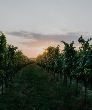 Kirnbauer vineyard