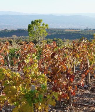 Languedoc vignobles 2